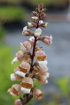 Digitalis lanata