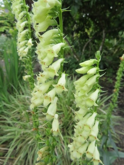 Digitalis lutea