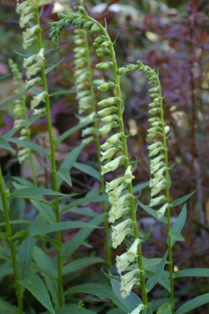 Digitalis trojana