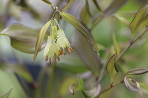 Disporum bodinieri