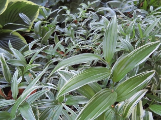 Disporum sessile 'Variegatum'