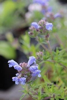 Dracocephalum argunense 'Fuji Blue'