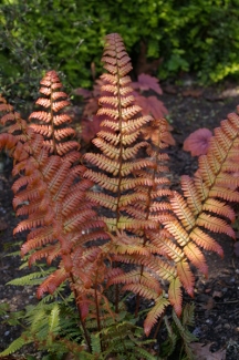 Dryopteris lepidopoda