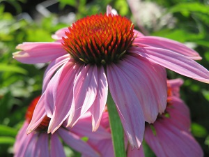 Echinacea purpurea 'Magnus'