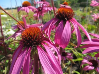 Echinacea purpurea 'Magnus'