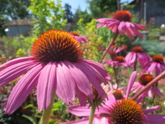 Echinacea purpurea 'Ruby Star'