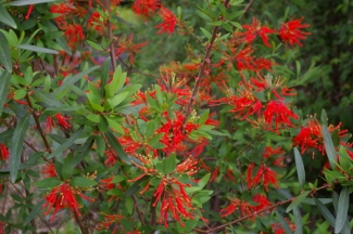 Embothrium coccineum