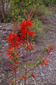 Embothrium coccineum 'Norquinco Valley'