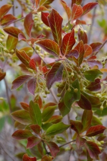 Enkianthus campanulatus