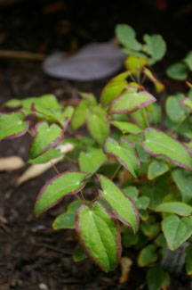 Epimedium 'After Midnight' (Reeck)