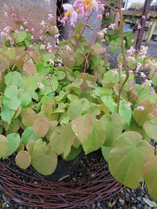 Epimedium 'Black Sea'