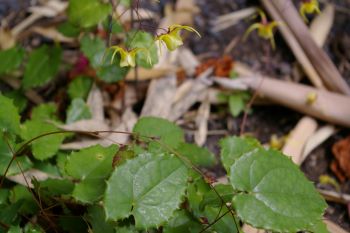 Epimedium davidii