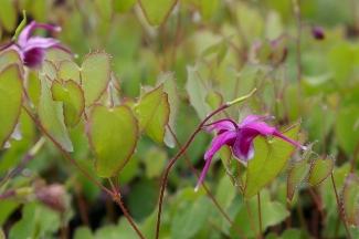 Epimedium grandiflorum 'First Kiss'