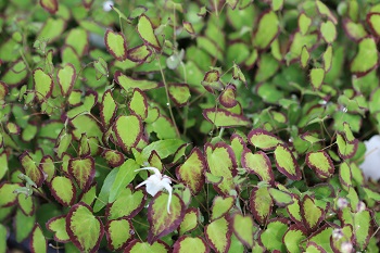 Epimedium grandiflorum 'Nanum'