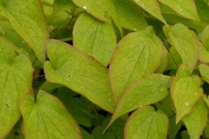 Epimedium grandiflorum 'Red Queen'
