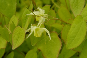 Epimedium grandiflorum 'Yellow Princess'