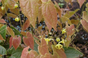 Epimedium lishihchenii