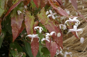 Epimedium omeiense (x)