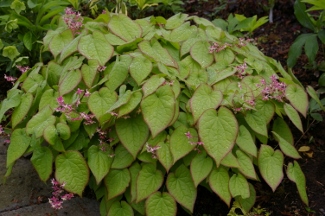 Epimedium rubrum 'Sweetheart' (x)