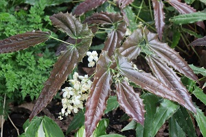 Epimedium wushanense 'Spiny Leaf Form'