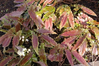 Epimedium wushanense 'Spiny Leaf Form'