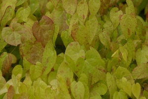 Epimedium youngianum 'Freckles' (x)
