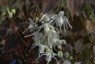 Epimedium youngianum 'Star Cluster' (x)