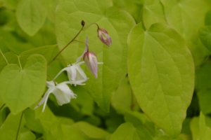 Epimedium youngianum 'Yenomoto' (x)