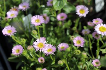 Erigeron howellii