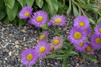 Erigeron speciosus