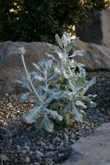 Eriogonum crocatum