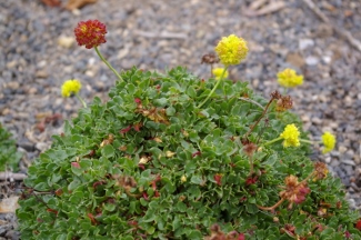 Eriogonum umbellatum var. porteri