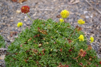 Eriogonum umbellatum var. porteri