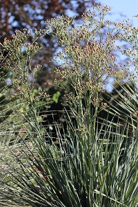 Eryngium pandanifolium