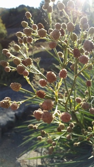 Eryngium pandanifolium