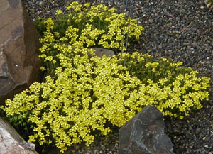 Erysimum kotschyanum