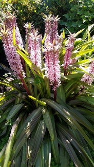 Eucomis 'Tugela Ruby'