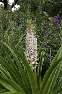 Eucomis comosa 'Innocence'