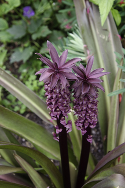 Eucomis comosa 'Victoria'