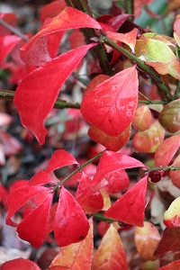 Euonymus alatus 'Rudy Haag'