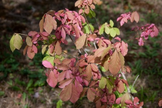 Euonymus alatus 'Nordine'