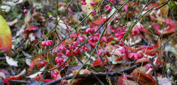 Euonymus europaeus 'Aldenhamensis'