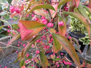 Euonymus europaeus 'Red Cap'