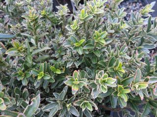 Euonymus japonicus 'Microphyllus Variegatus'