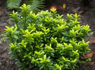 Euonymus japonicus microphyllus 'Butterscotch'