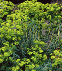 Euphorbia 'Copton Ash'