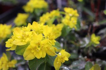 Euphorbia polychroma (epithymoides)