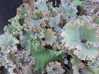 Farfugium japonicum 'Shishi Botan'