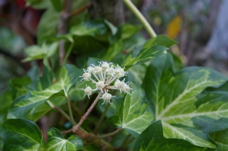 Fatshedera iizei 'Variegata'