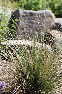 Festuca mairei